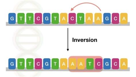 Genetic Mutations Definition Types Causes And Examples Genetic