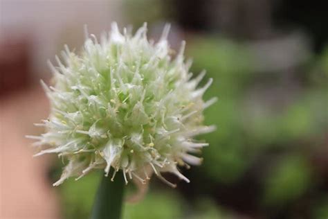 52 めぐり～小庭の花たち 5 頂き物 めぐりの花と旅