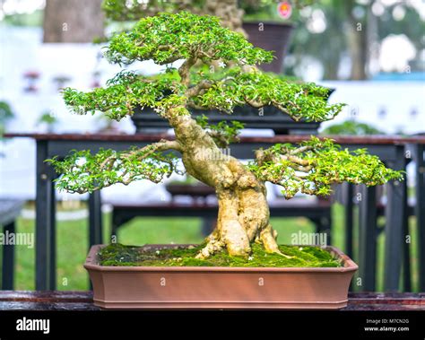 Explore the Beauty of Bonsai Trees at Amazing Bonsai Trees Blog: Bonsai ...