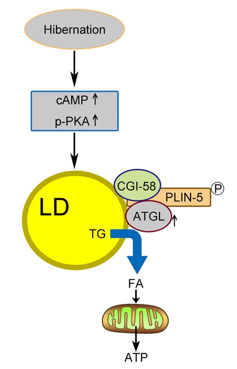 Hepatic Lipid Droplet Breakdown Through Lipolysis During Hibernation In