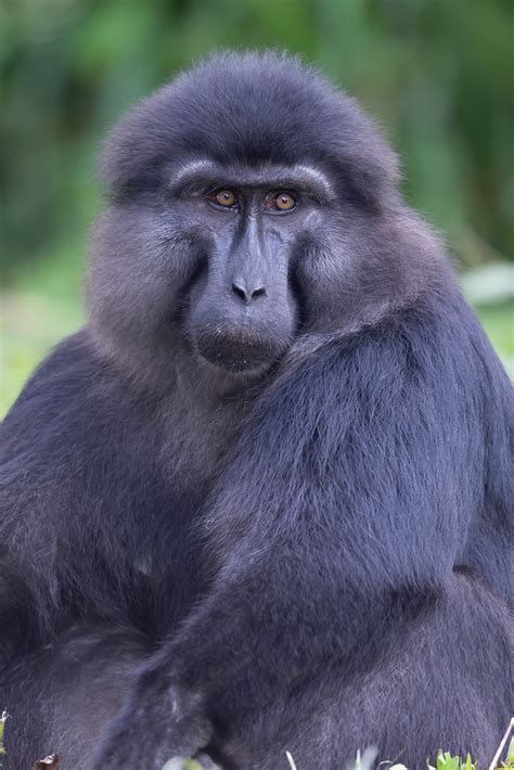 Heck S Macaque Macaca Hecki Palu Area Central Sulawesi  Flickr