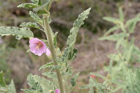 narrowleaf globemallow from Coahuila de Zaragoza México on March 31