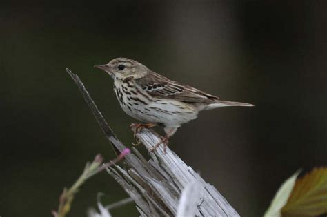 Sunday 25th June 2023 Cornwall Birds CBWPS