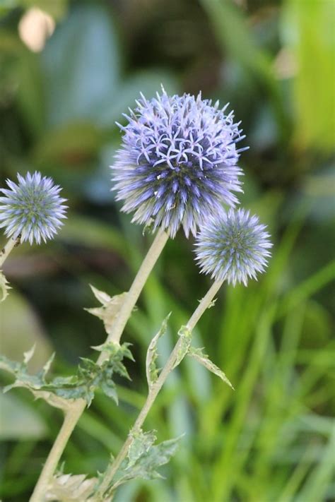 Fria Bild Blad Natur Flora Sommar Tr Dg Rd Rt V Xt Wildflower