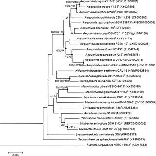 The Neighbor Joining Tree Based On Nearly Complete 16S RRNA Gene