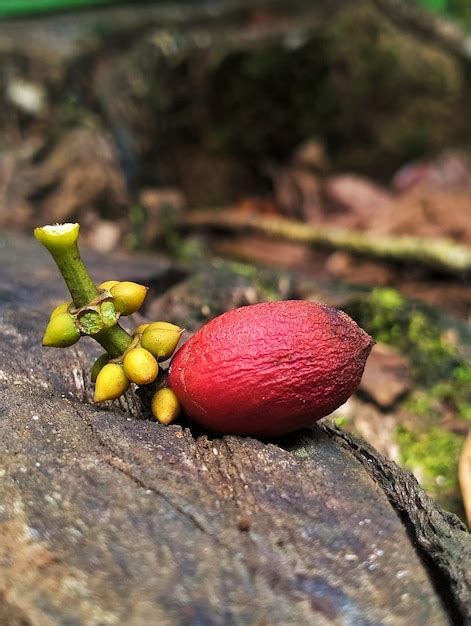 Una rama de árbol con hojas verdes y una nuez Foto Premium