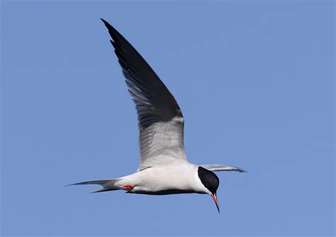 Id Of Common And Forster’s Terns In Spring — Chicago Bird Alliance