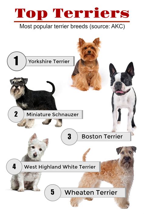 The Ultimate Guide To Terrier Breeds Artofit