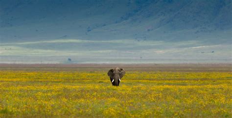 Bespoke Safaris in The Ngorongoro Crater, Tanzania - Journeys by Design