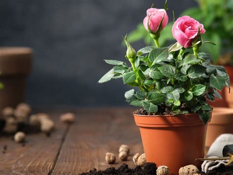 Gu A Completa Para Plantar Cultivar Y Cuidar La Rue De Los Prados