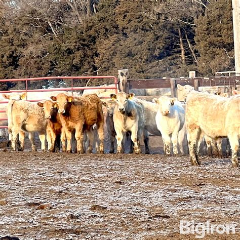 20 Dybdal Charolais Cross Steers 650 Lbs Bid Per Lb Bigiron Auctions