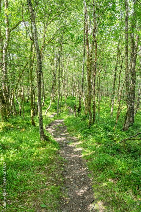 Fototapeta lato piękny pejzaż park natura Dekowizja pl