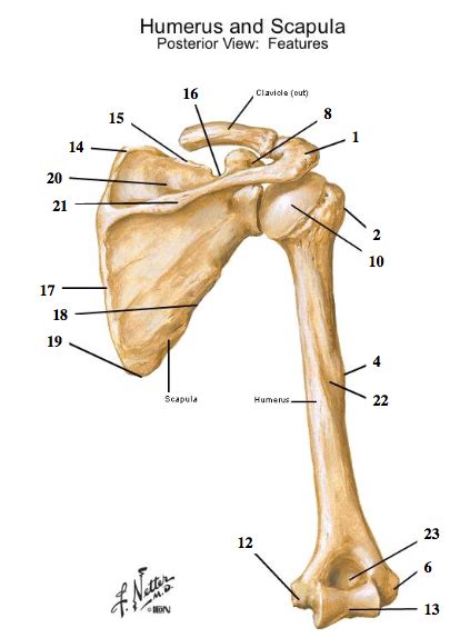 Humerus And Scapula Posterior View Diagram Quizlet