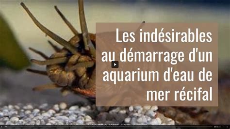 Les Ind Sirables Au D Marrage D Un Aquarium D Eau De Mer R Cifal Youtube