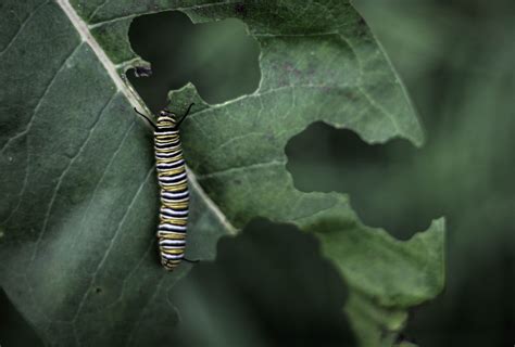 5 Avocado Tree Pests How To Solve Bug Issues On Your Avocado Trees Avoseedo