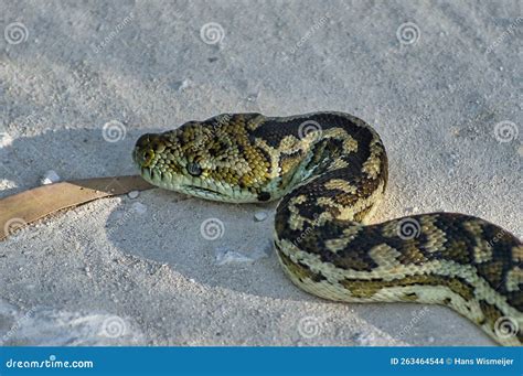 A Carpet Python, Morelia Spilota Stock Photo - Image of slither ...