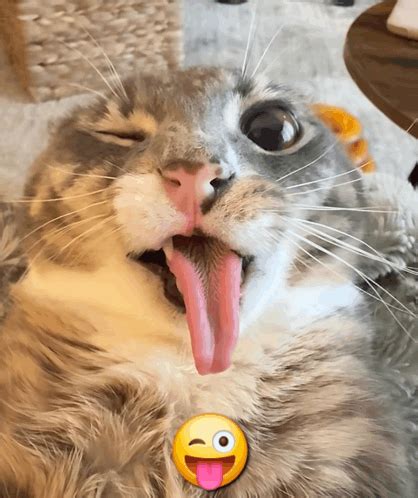 Gato Sacando Lengua Meme