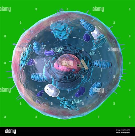 Components Of Eukaryotic Cell Nucleus And Organelles And Plasma Membrane 3d Illustration