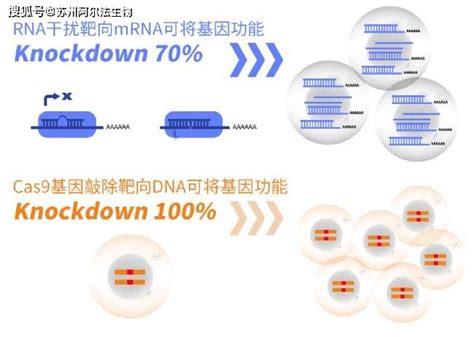 Crispr Cas9技术简介基因细胞研究