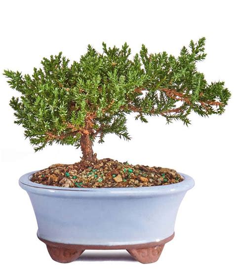 Japanese Juniper Bonsai Tree At From You Flowers