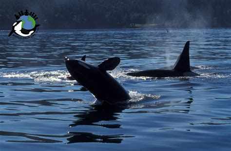 Orca Conservation Projects - World Orca Day