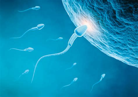 Sperm And Ovum