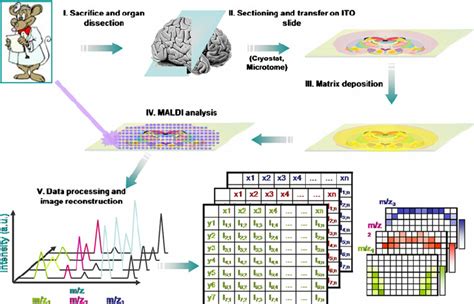 Overview Of Maldi Ms Imaging For Tissue Based Cryptomics In Maldi Ms Download Scientific