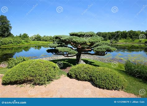 Beautiful Bonsai Tree At Chicago Botanical Gardens Stock Image Image