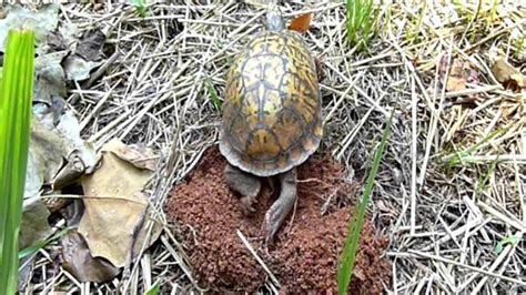 Nc Box Turtle Laying Eggs Youtube