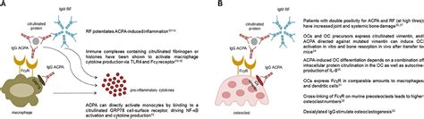 Frontiers The Clinical Value Of Autoantibodies In Rheumatoid Arthritis