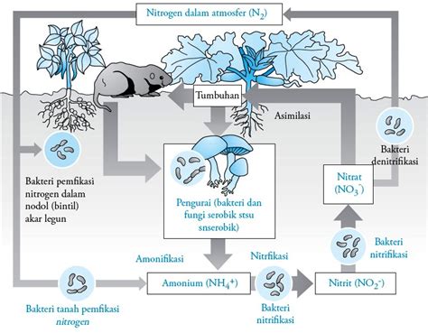 Siklus Nitrogen Di Atmosfer Dan Di Dalam Tanah Pengertian Proses