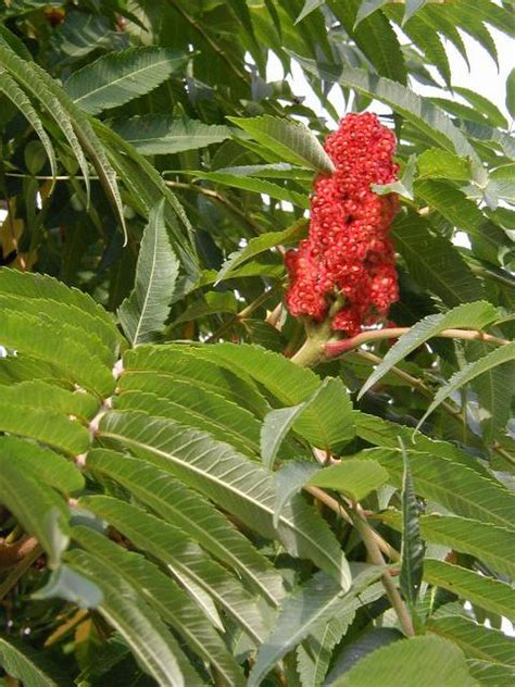 Rhus - Définition et Explications
