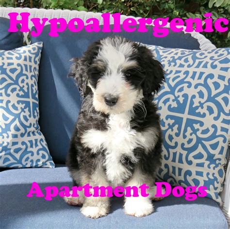 What Is A Good Small Hypoallergenic Dog