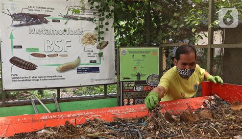 Foto Budidaya Maggot Untuk Urai Sampah Organik Foto Liputan