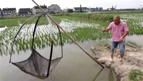 稻田套養小龍蝦，每畝收入五千元，米更糯香，蝦鰓更白 每日頭條