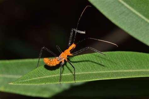 Assassin Bug Nymph Free Photo On Pixabay