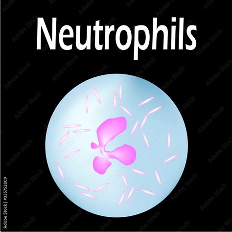 Neutrophils structure. Blood cell neutrophils. White blood cells ...