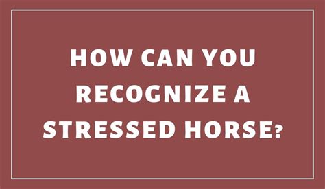 How Can You Recognise A Stressed Horse By Pets Abs Medium