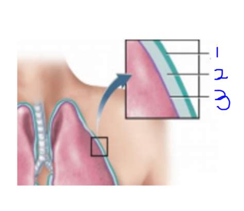 Respiratory Pleura Flashcards Quizlet