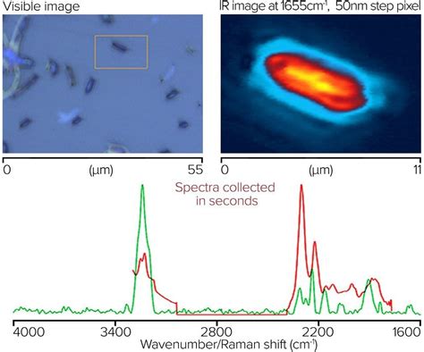 Life Science Applications Of Submicron IR And Raman Microscopy