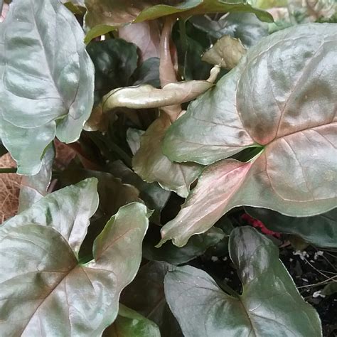 Syngonium Podophyllum Bronze Arrowhead Vine Bronze In Gardentags