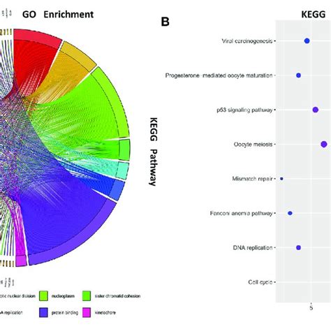 Function Enrichment Analysis Gene Ontology Go Enrichment Analysis Download Scientific