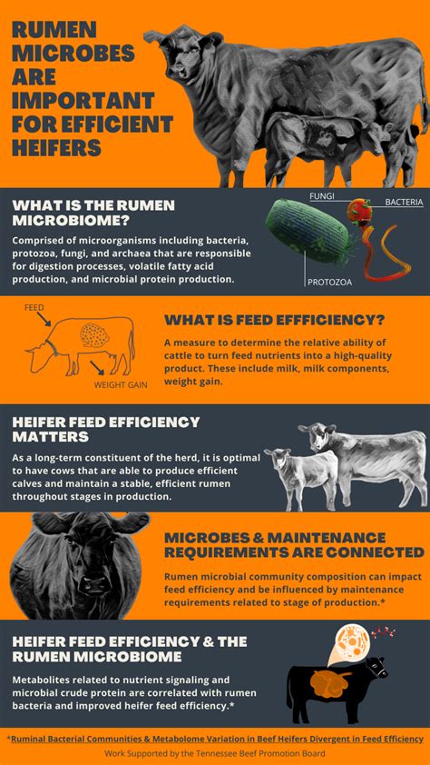 Rumen Microbes | Department of Animal Science