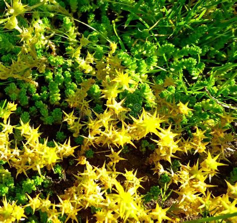 Sedum Acre. Close Up of Yellow Groundcover Flowers Stock Photo - Image ...