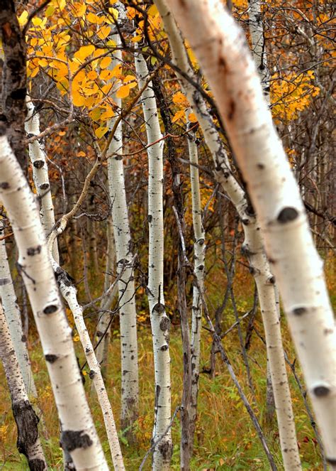 Fall Forest Birch Trees - Free photo on Pixabay - Pixabay