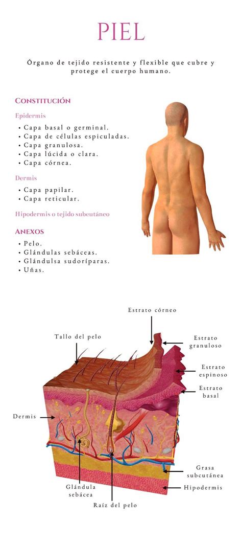 La piel es el órgano más grande y pesado del cuerpo humano Tiene una