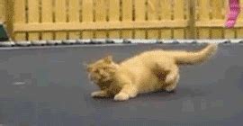 Cat On Trampoline Bouncing Cat Wifflegif