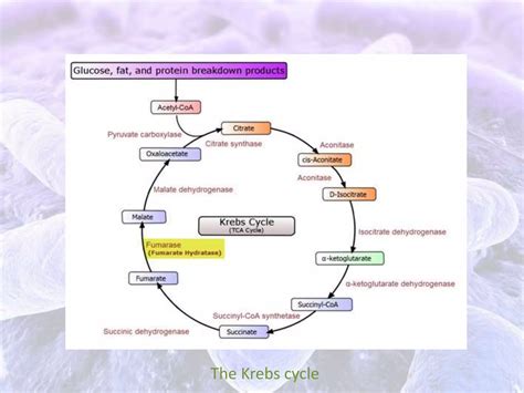 Bacterial Aerobic Respiration Ppt