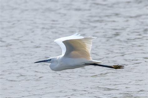 Garceta N En Vuelo Egretta Garzetta Garza Blanca Peque A Foto