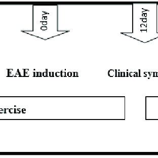 This Figure Illustrates Different Stages Of Exercise EAE Induction